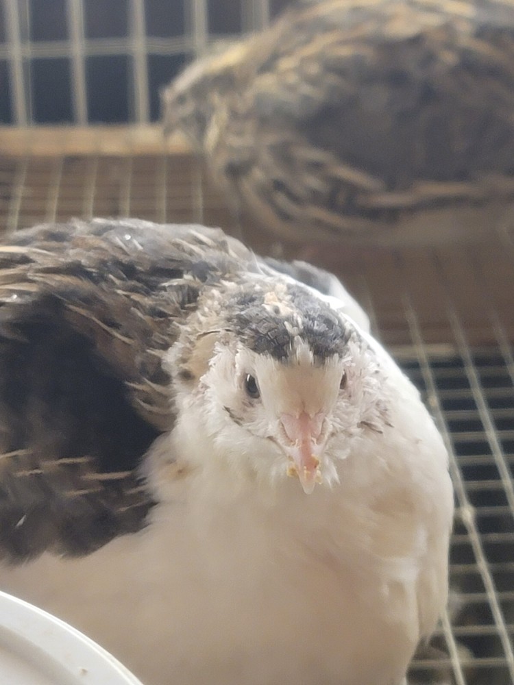 50+ Fertile Coturnix Quail Hatching Eggs