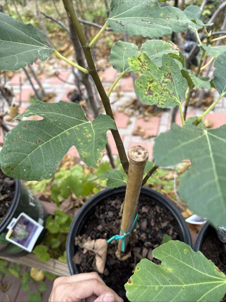 Kadota Fig tree