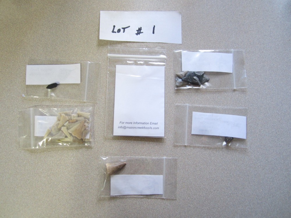 Dinosaur, Mammal, Sharks Teeth Kit