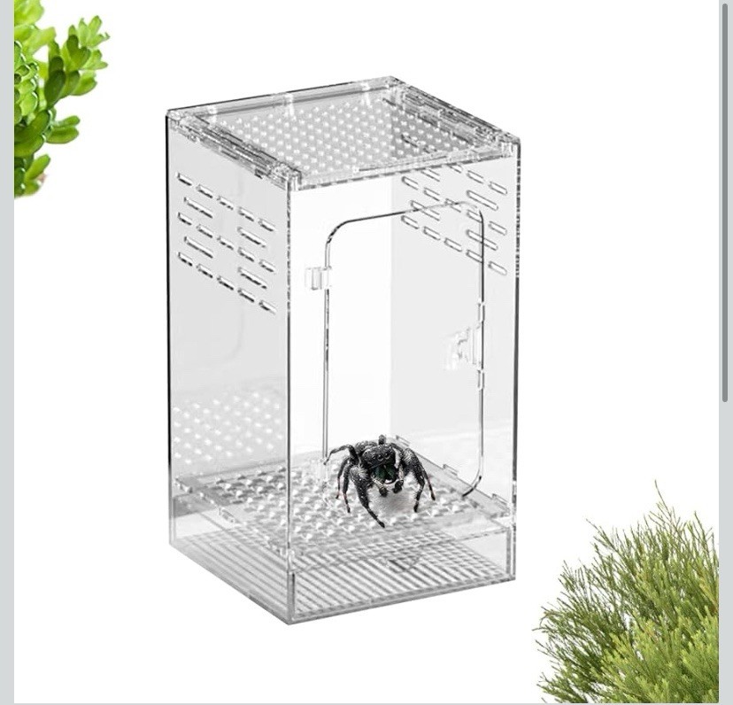 Jumping Spider Habitat