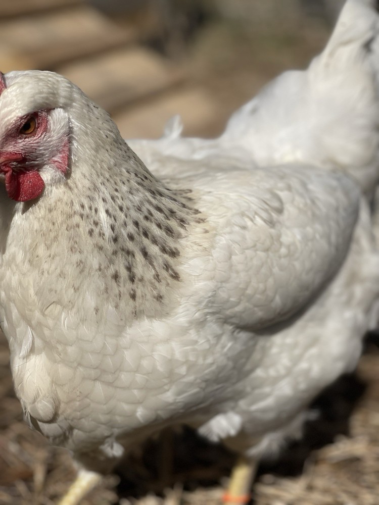 Delaware Chicken Hatching Eggs NPIP tested 12+ 2