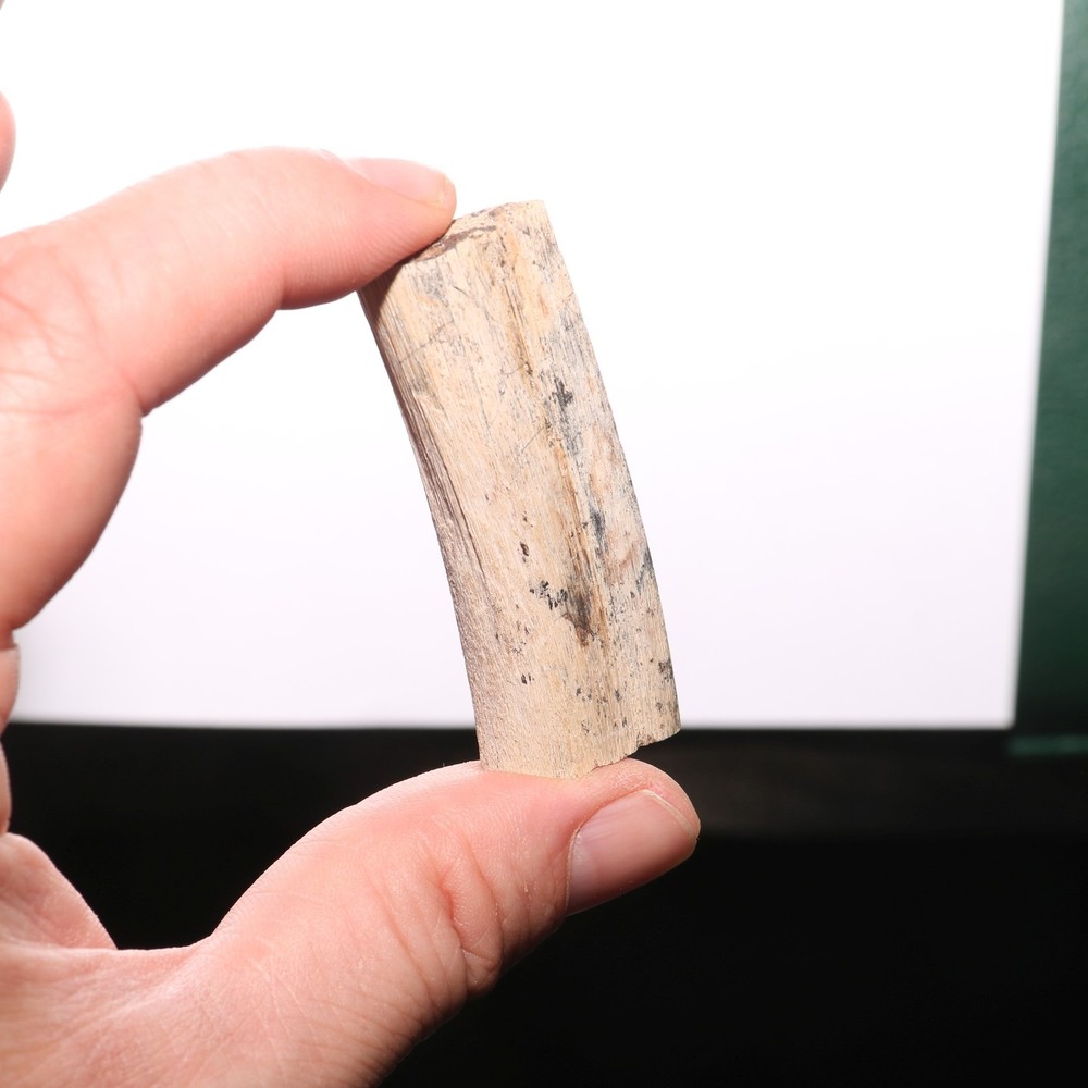 Small Dinosaur Rib Partial - Authentic Fossil Hell Creek Formation Cretaceous