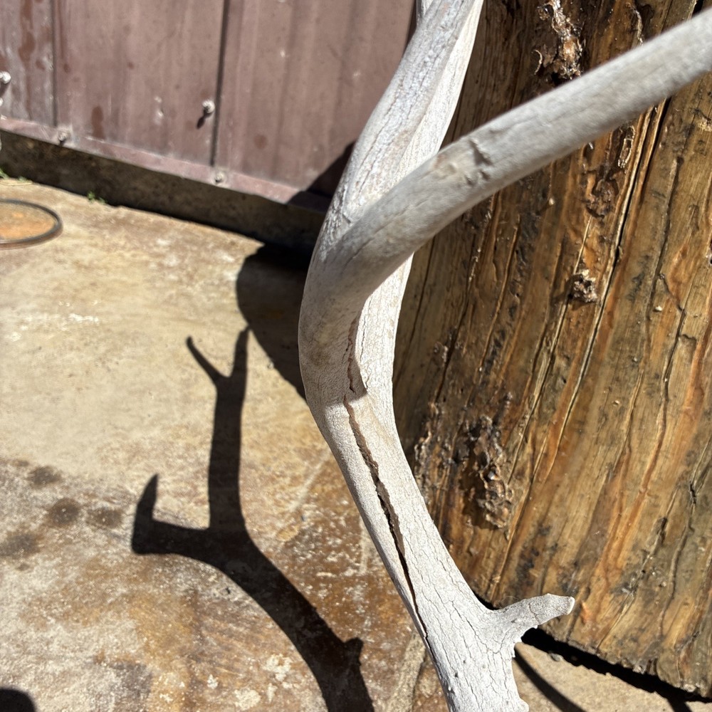 Mule Deer Skull Plate