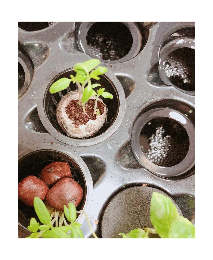 DWC Cloner Rooting Recirculating System 24 Site Cutting Clone and Seeding Roo...