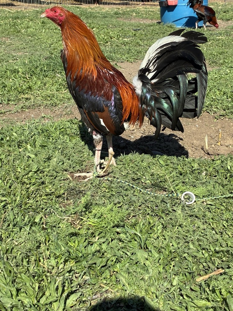 6+ Chicken Hatching Eggs