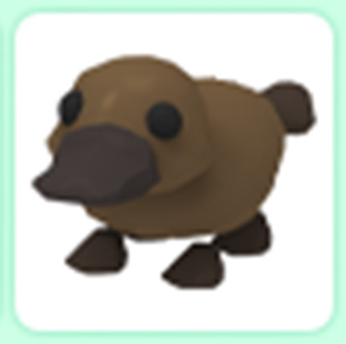 Platypus  - Adopt right now