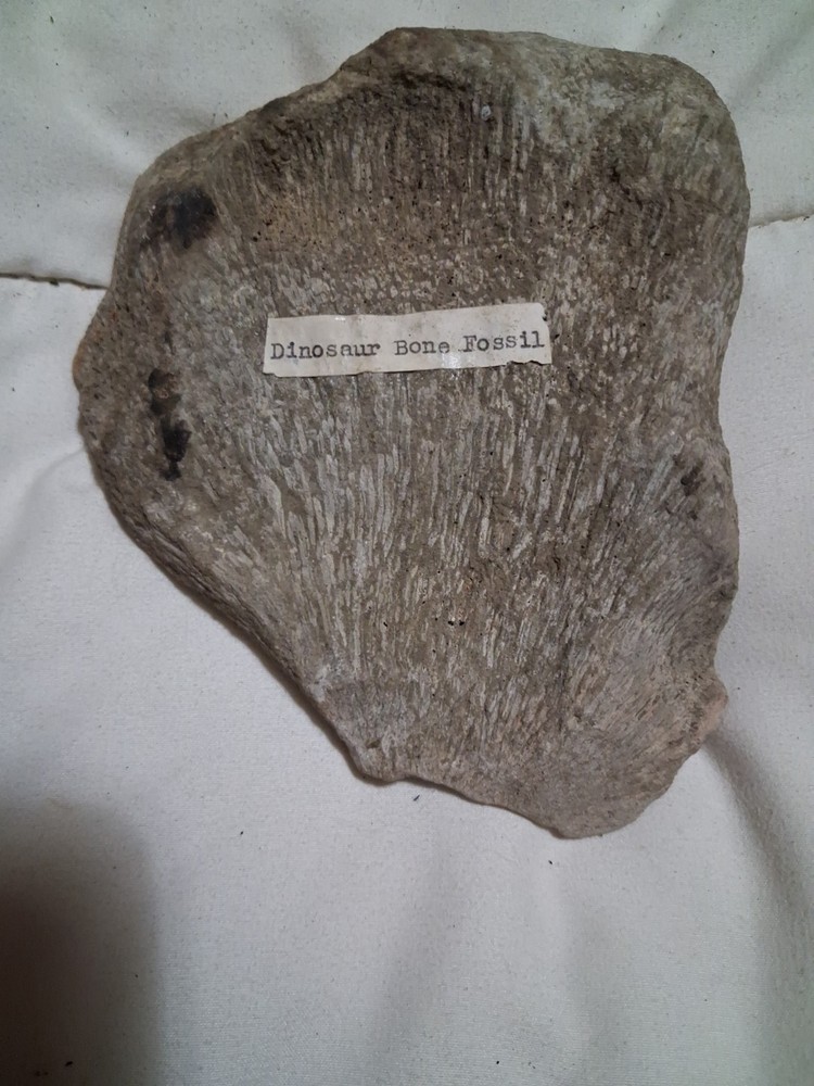 Fossil Bone Dinosaur