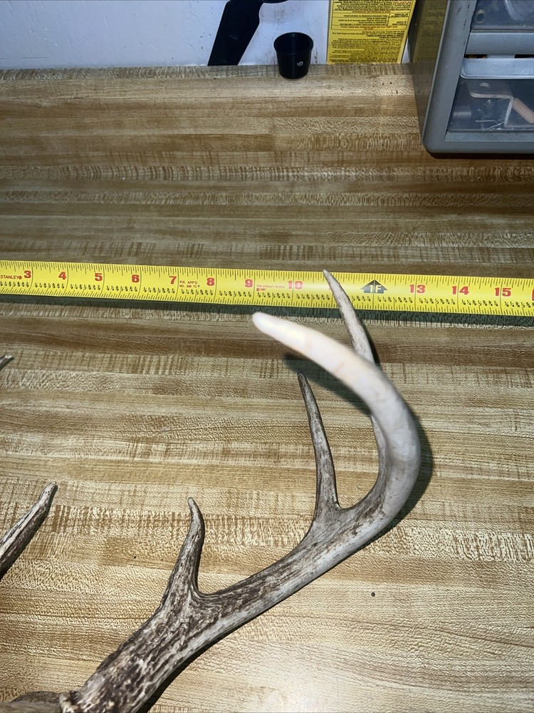 8 Point Buck ￼
