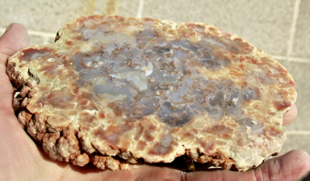 Fossil Cycad • Stem Section w/Mirror Finish • 1 pound 7.8 oz.