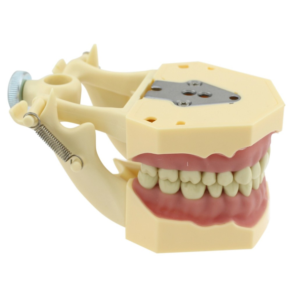 Dental Restorative Typodont Model 32pc Removable Marked Teeth M8014-2 Frasaco