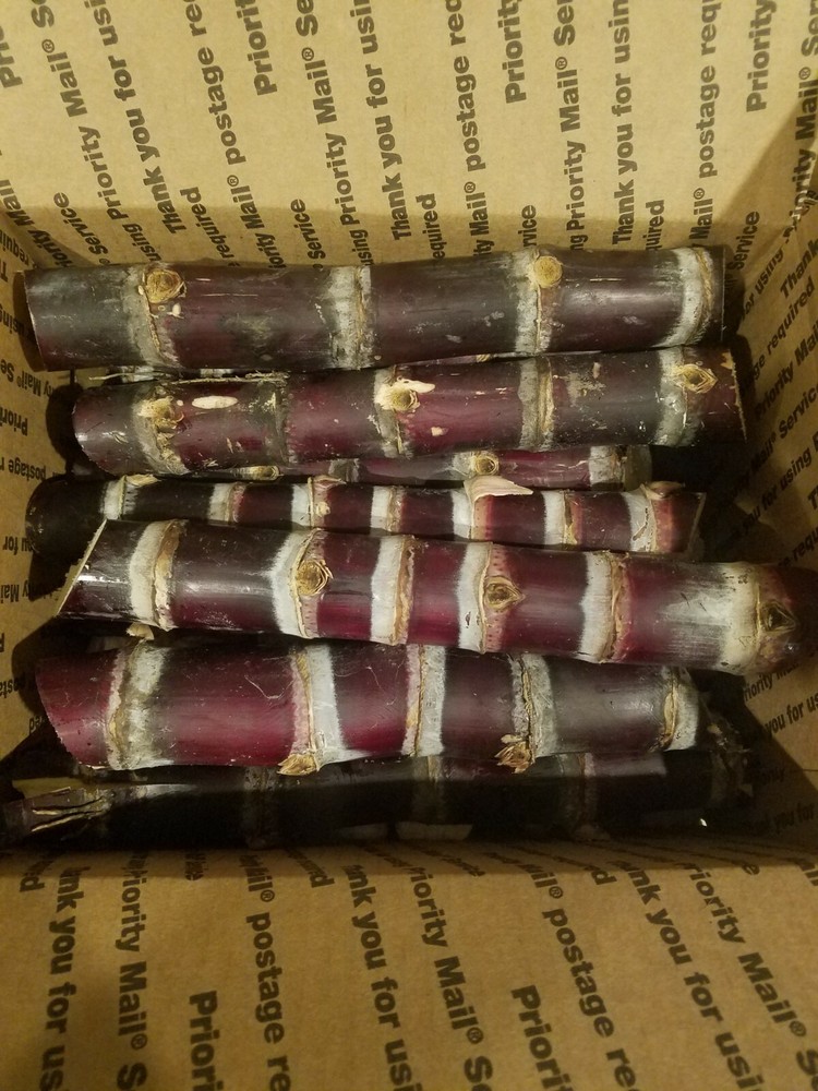 Fresh Sugarcane (5 lbs) Sugar Cane