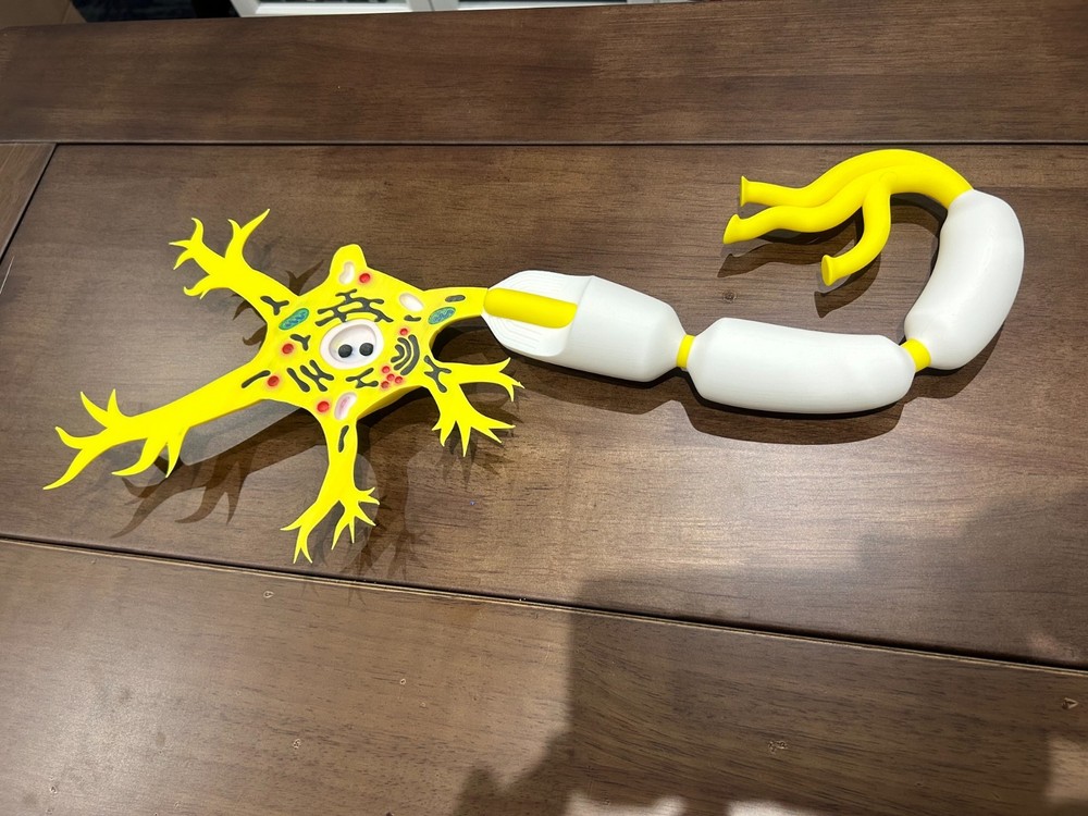 Neuron Anatomy 3D Printed