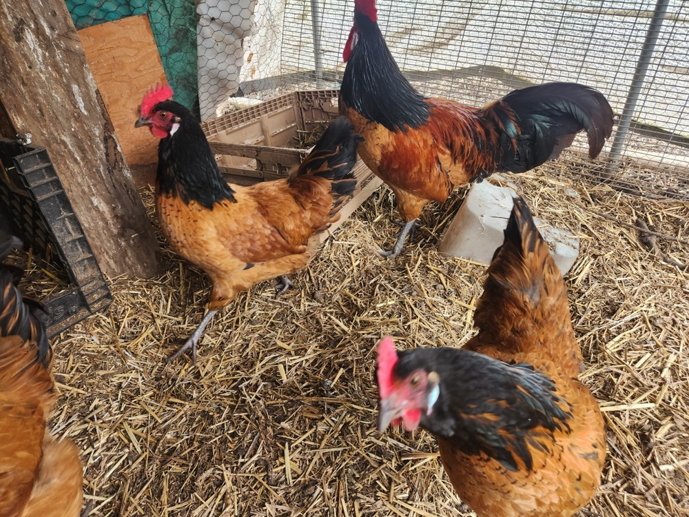 Vorwerk hatching eggs