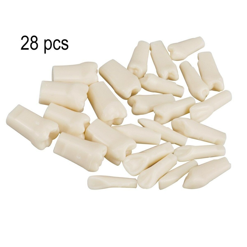 Dental Resin Typodont Teeth Model Screw Fixed Tooth Replacements 28pcs/Kit