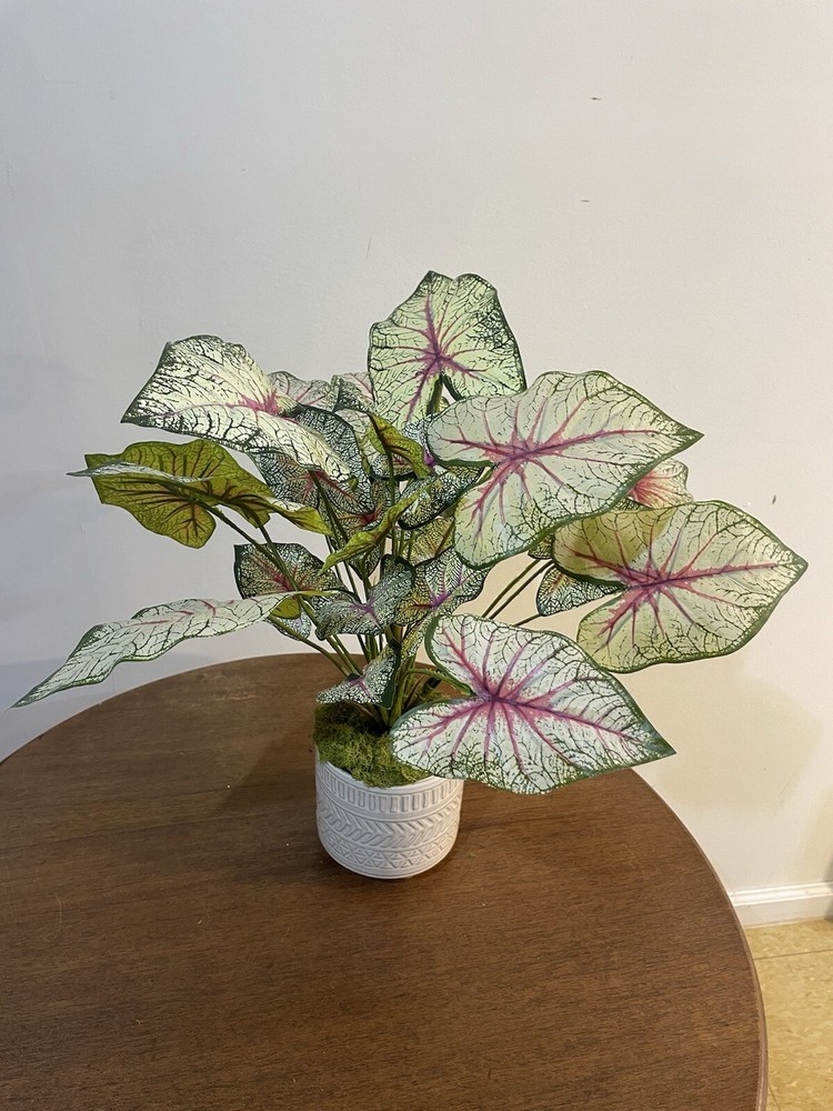 Caladium Tricolor Plants Silk