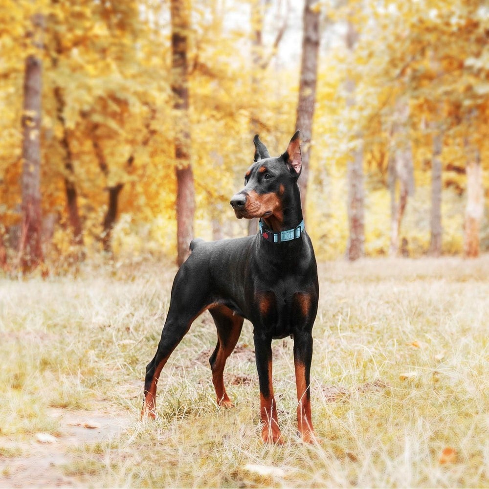 Luxury Martingale Collar Set with Quick-Release & Reflective Features - 2 Pack
