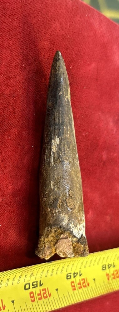 3 1/2 inch spinosaurus tooth