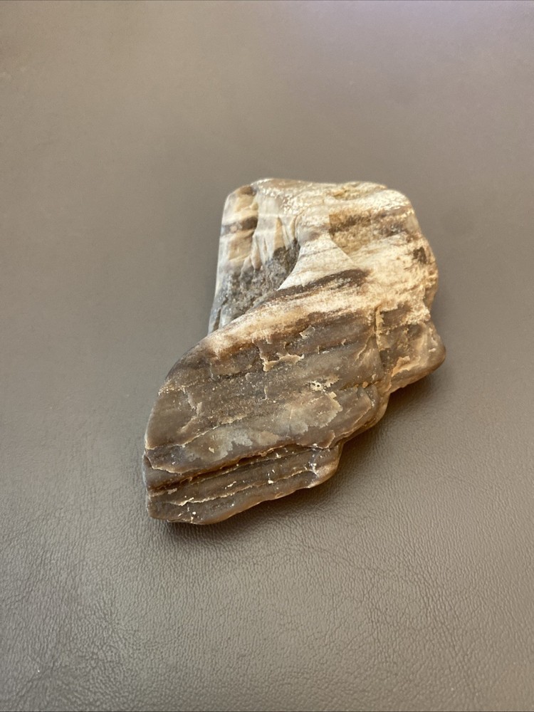 Petrified Wood