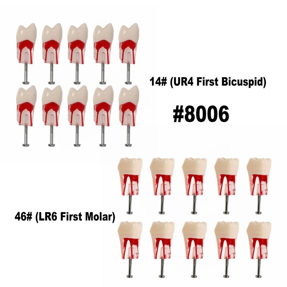 Dental Endodontic Root Canal Teeth Model Study Practice Typodont Model #14 #46