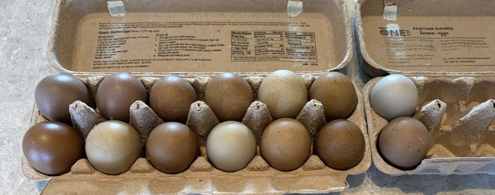 Fertile Hatching Eggs