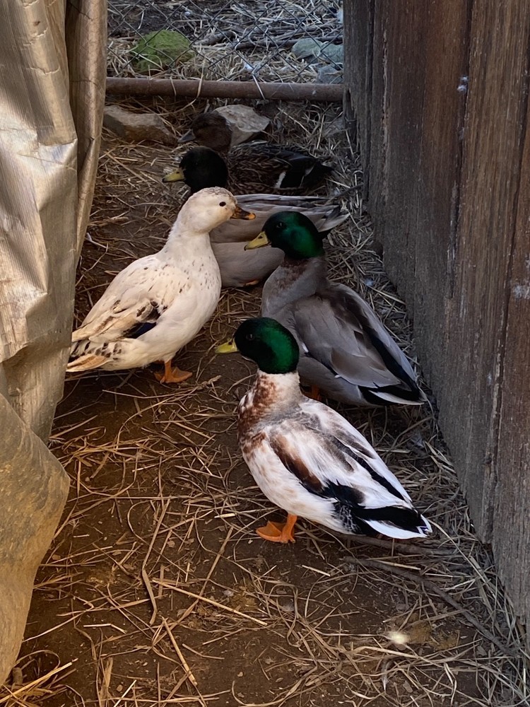 🐣CALL DUCK EGGS 🌷Ready 2 Ship! Three (3) + Assorted