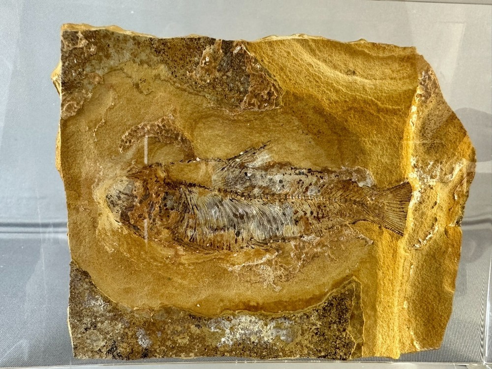 🦴 Fossilized Fish in Stone Matrix 🐟 | Authentic Prehistoric Specimen | Display