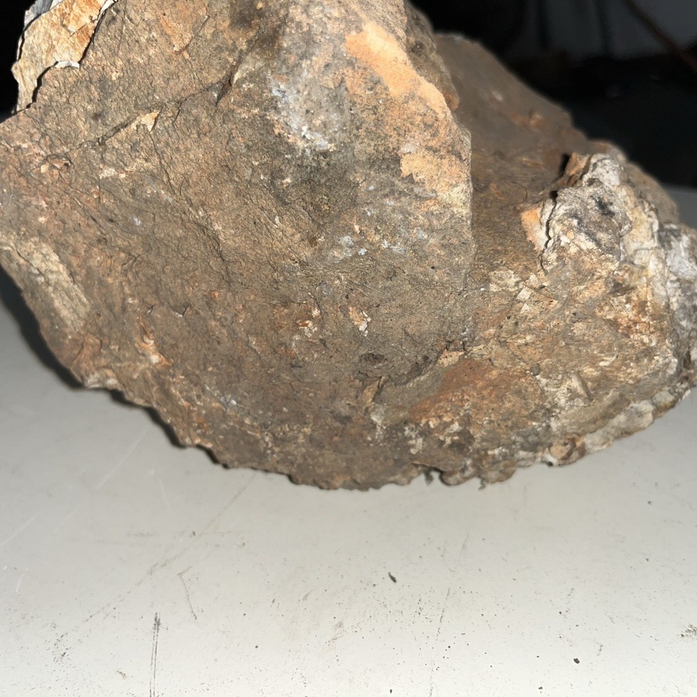 Petrified Wood