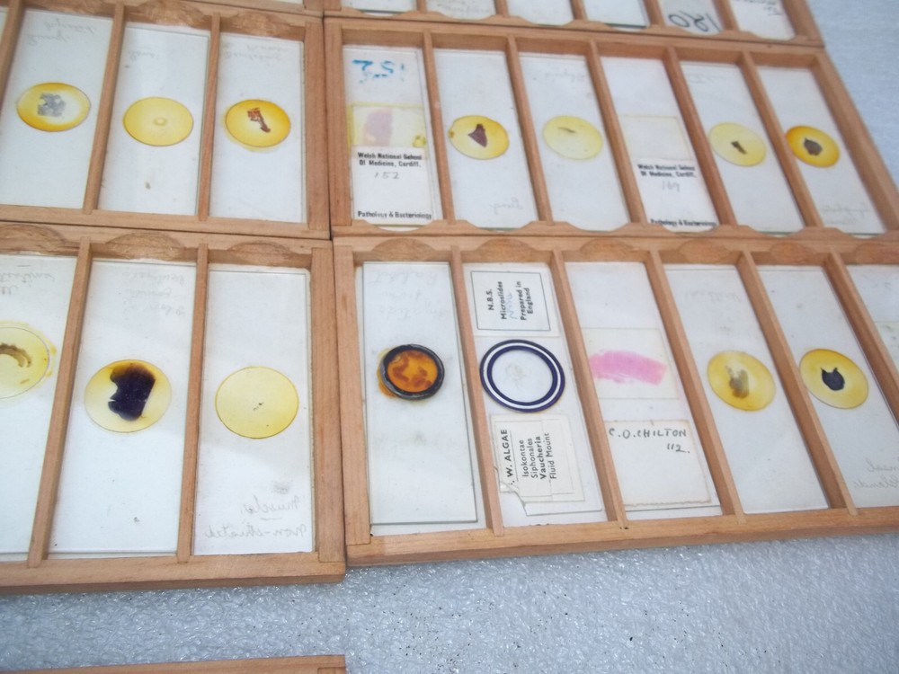 Vintage Glass Microscope Slides