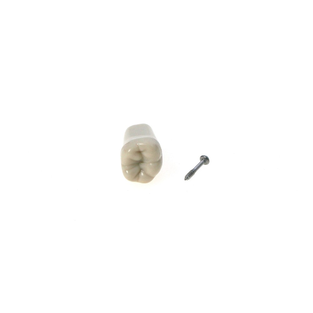 US Columbia Dentoform 860 Type Dental Tooth Model With 32pcs Replacement Teeth