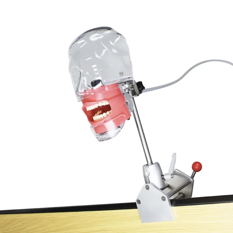 Dental Simulator Manikin Phantom Head Teeth Model Bench Mount Teaching Model