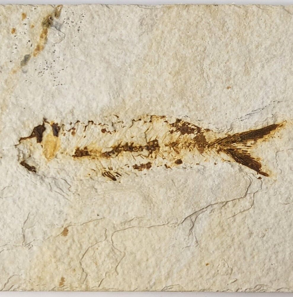 Knightia eocaena Fossil Fish - Green River Fm. - Split Fish Layer - WY