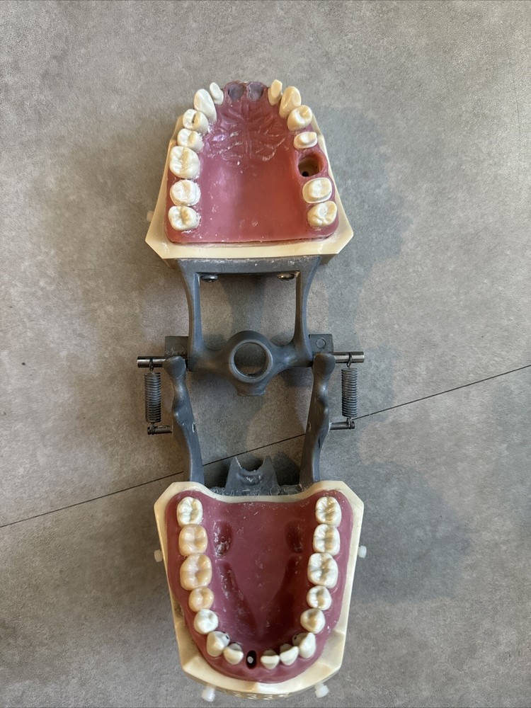 Columbia Dentoform Typodont M-PVR-1560 Dental