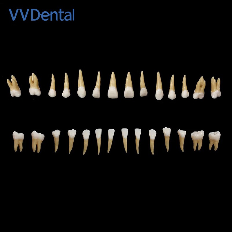 28pcs/kit Dental 1: 1 Permanent Teeth Demonstration Implant Teaching Study Model