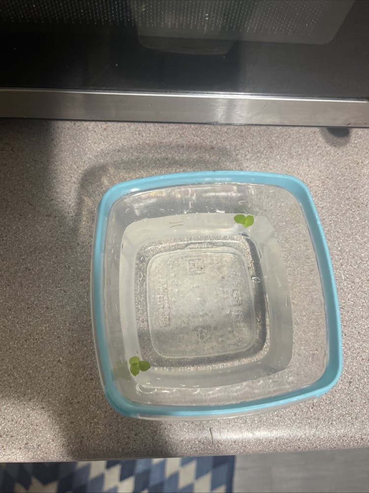 Duck Weed *bonus Floater*