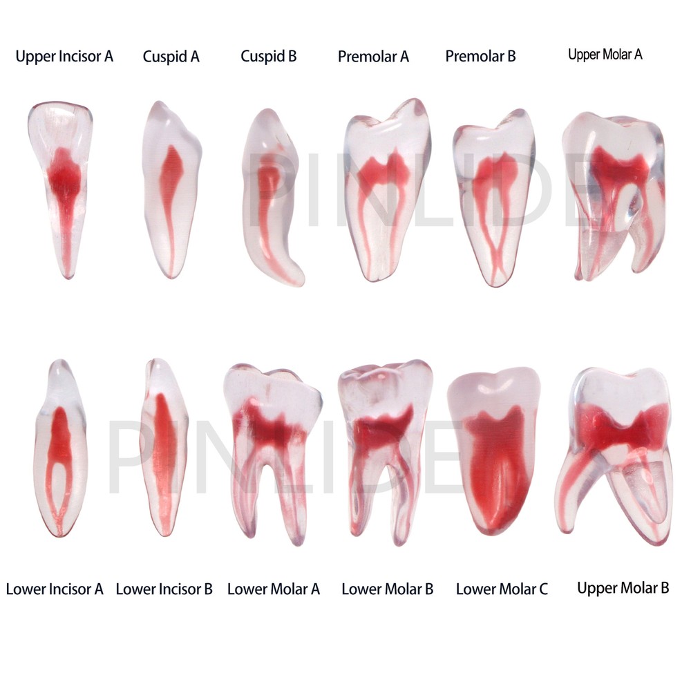 Dental Resin Endo Root Canal Teeth Model Practice Block RCT Pulp Cavity Study