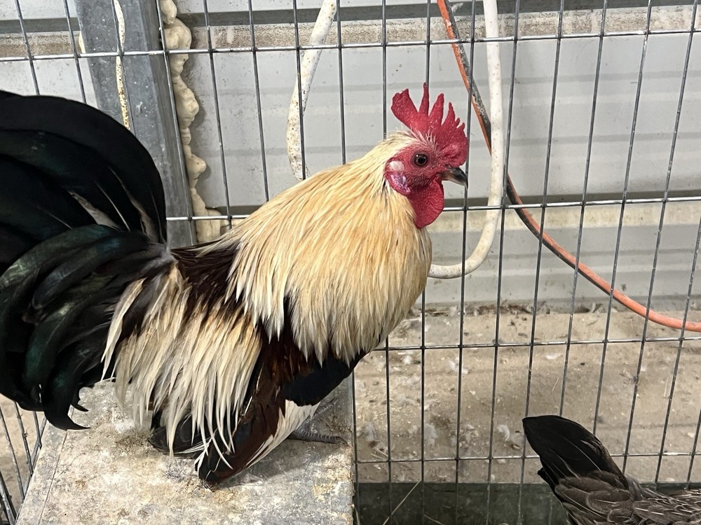 6++ Serama Hatching Eggs