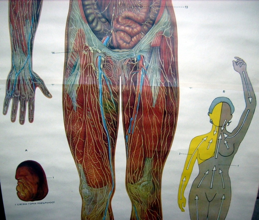VINTAGE FULL BODY LYMPHATIC SYSTEM EDUCATIONAL PULL DOWN WALL CHART ANATOMY