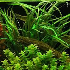 Cryptocoryne Crypt Balansae Large