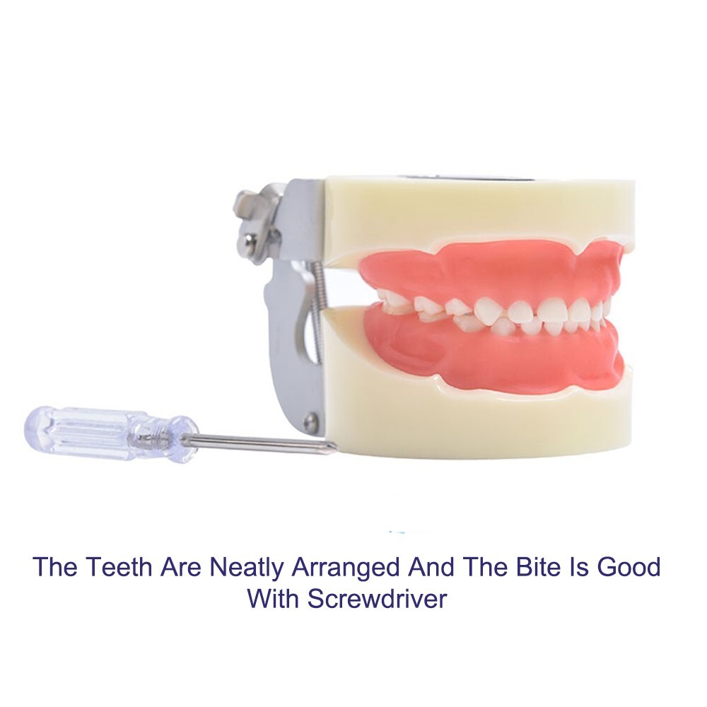 Children Deciduous Tooth Preparation Teach Model 24 Teeth Removable Replaceable