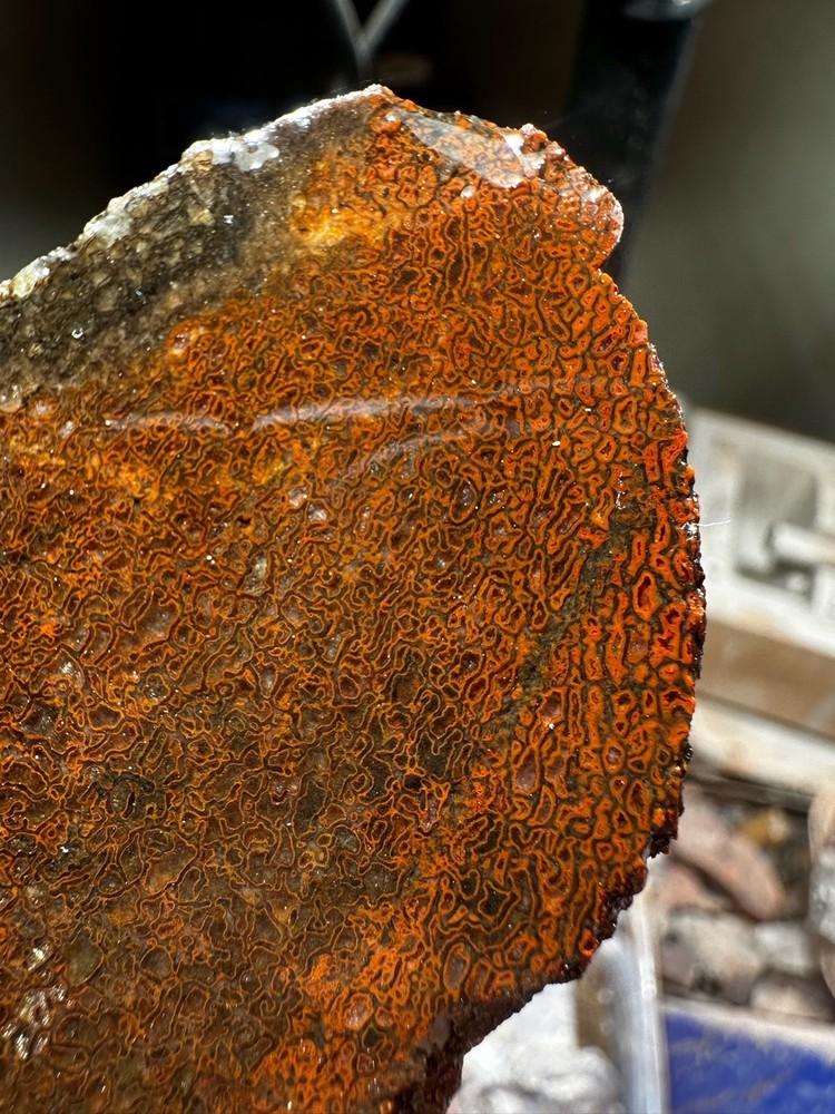 Dinosaur bone rough **hxtled end cut.