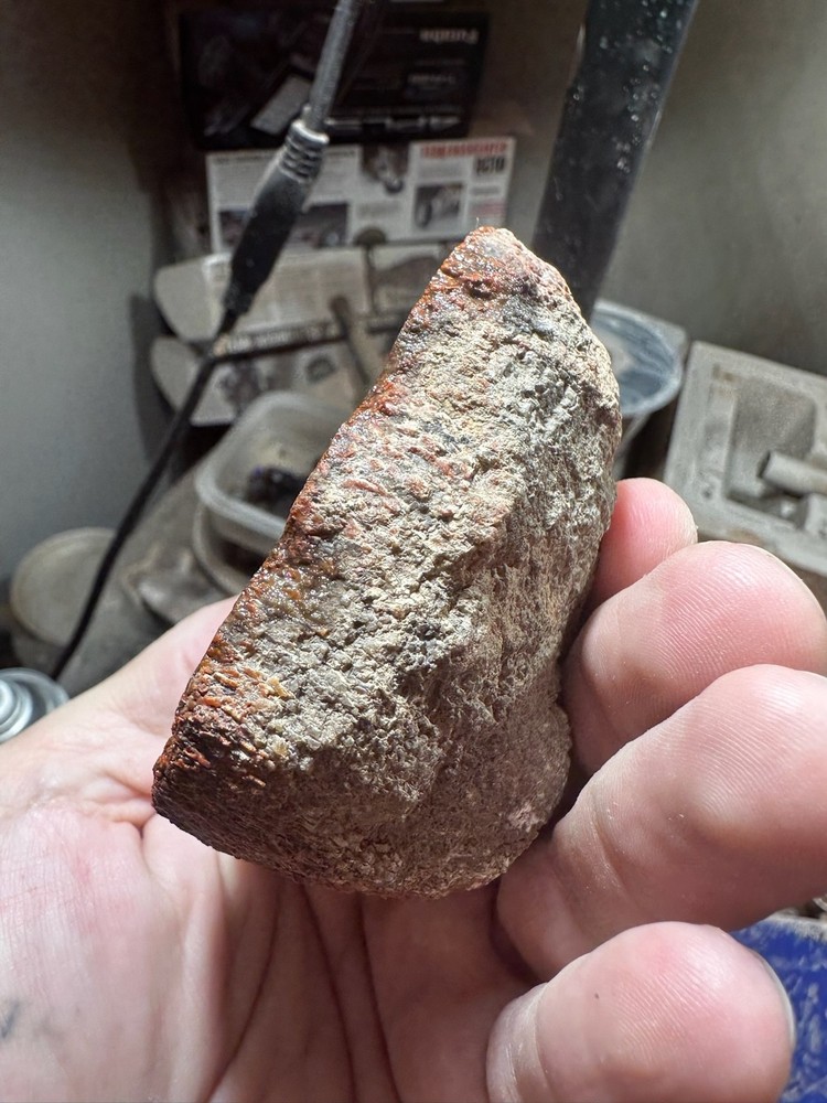 Dinosaur bone rough **hxtled end cut.
