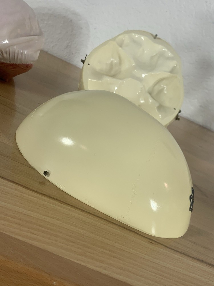 Anatomically Correct Life Size Skull Removable Cranium & Brain Teaching Aid