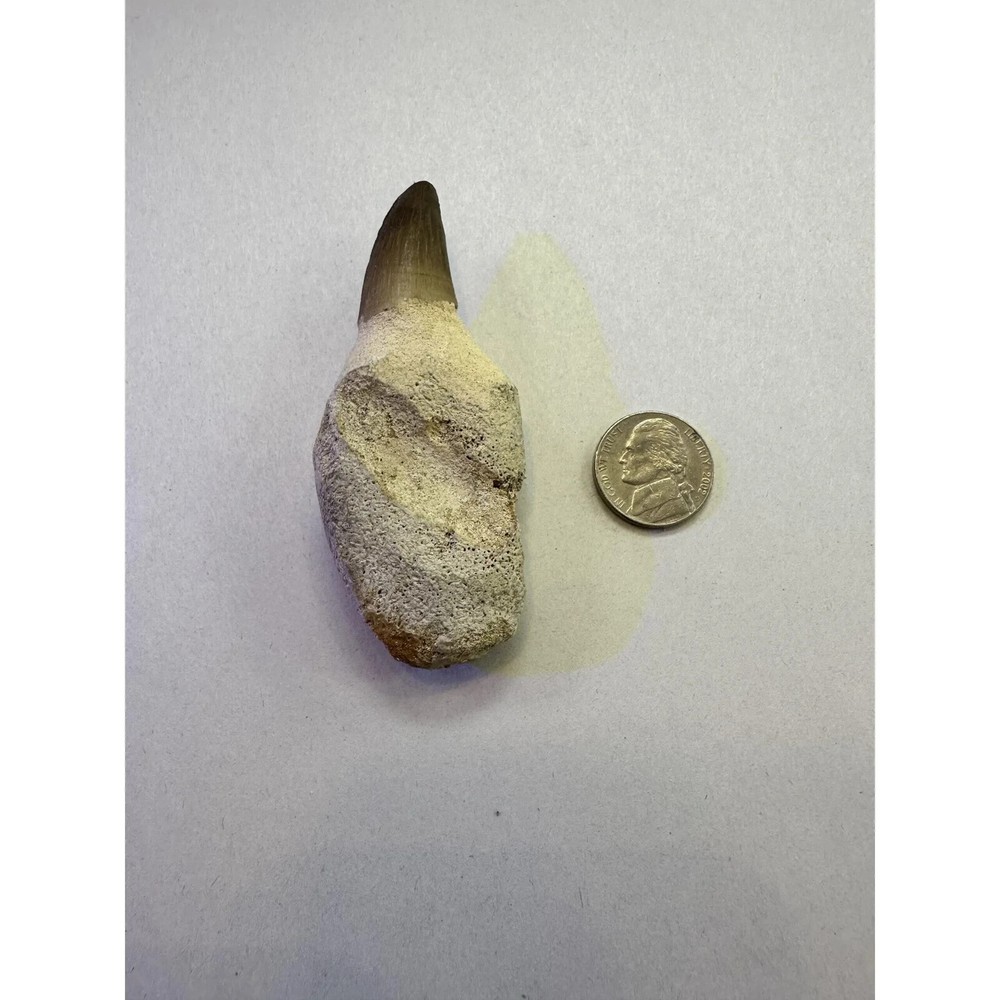 Real Mosasaur Tooth (8.9cm) - Cretaceous, Guaranteed Authentic, Great Root