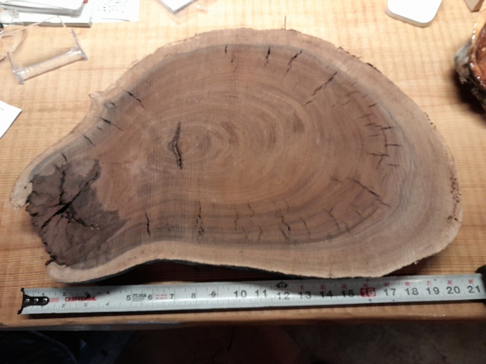 2 Inch Thick Black Walnut Slice