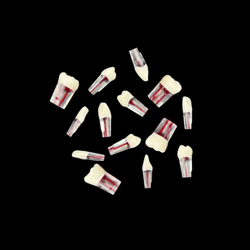 Dental Endodontic Teeth Model Root Canal Practice Typodont Teeth Model 28Pcs