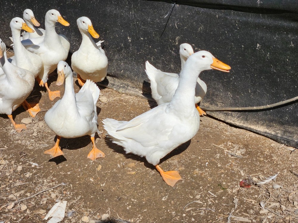 12 Jumbo Pekin Hatching Duck Eggs