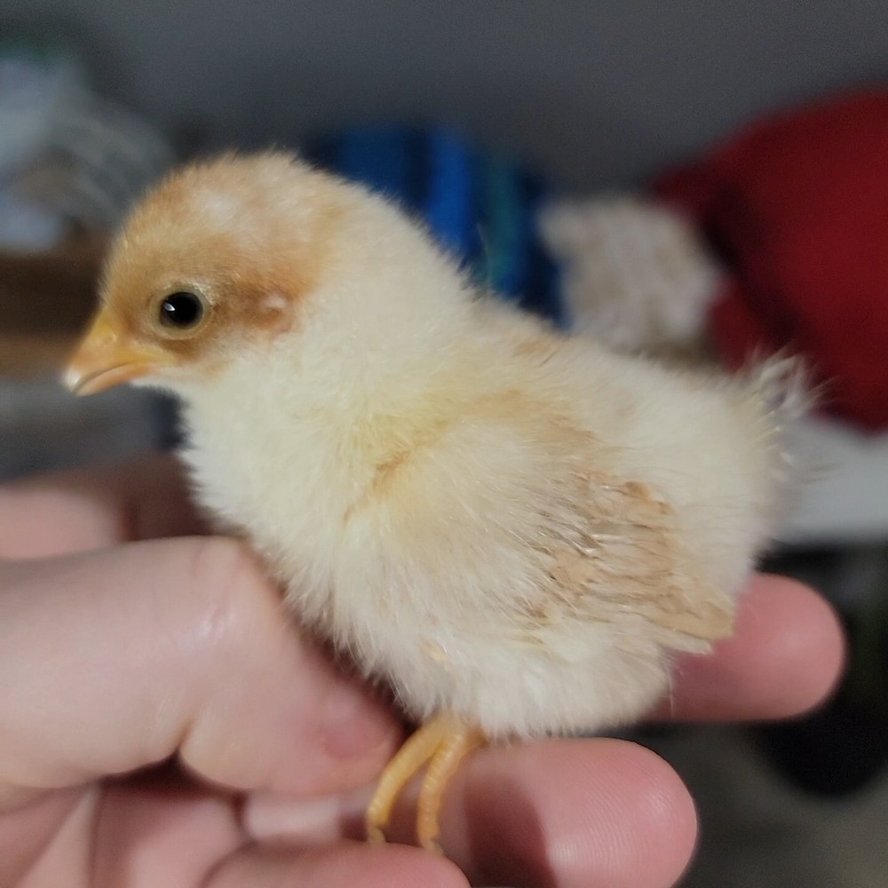 24+ Serama Bantam Hatching Eggs 4-H