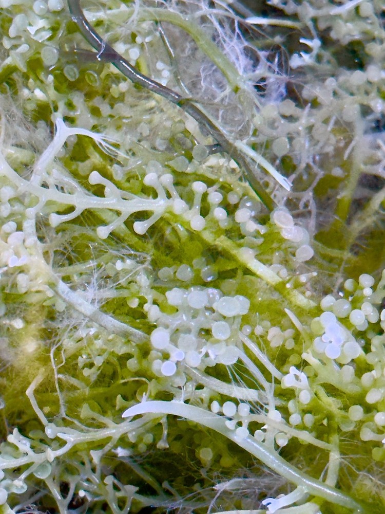 Green Bulb Caulerpa Macroalgae. Ornamental Structure for Display & Refugium