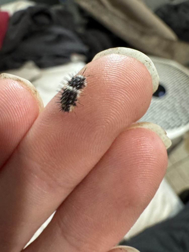 Panda Spiky Isopod LAG