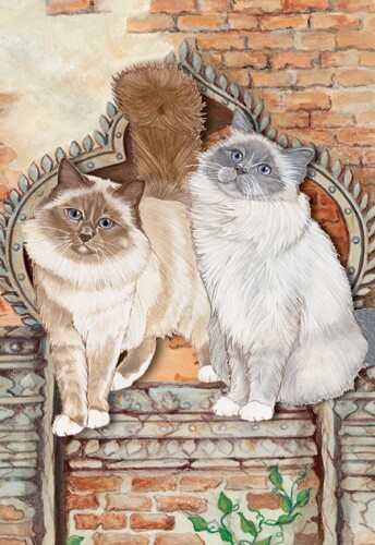 Birman Cat Blank Note Card